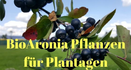 Bio Aronia Pflanzen für Herbst 2016 und Frühjahr 2017